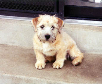 lonely puppy